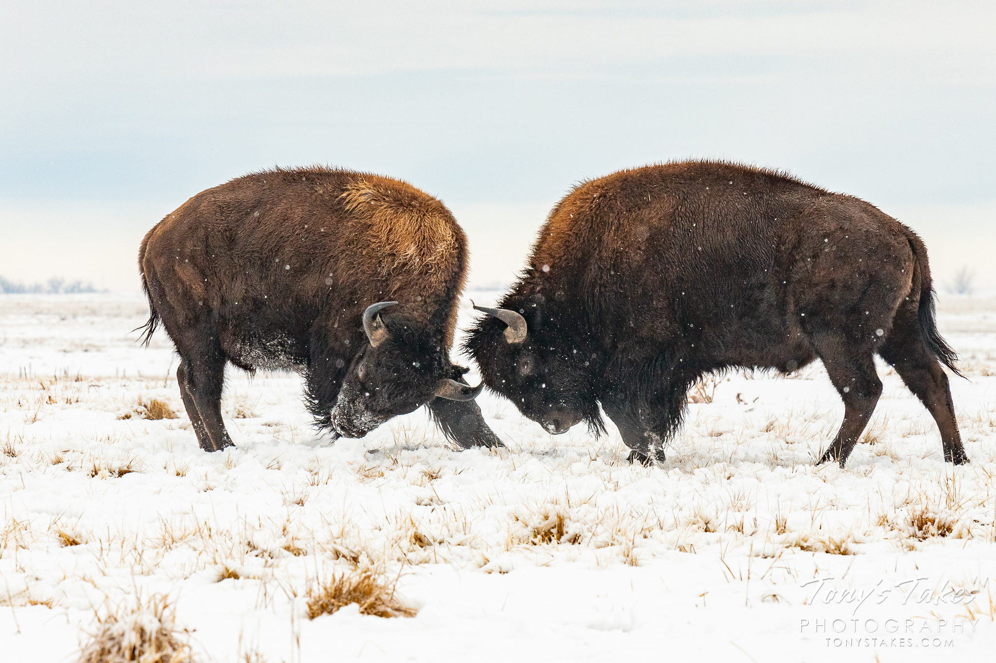 Bison bulls battle head to head as a snowstorm winds down on the Colorado plains. (© Tony’s Takes)
