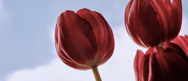 Tulips - Heads up!