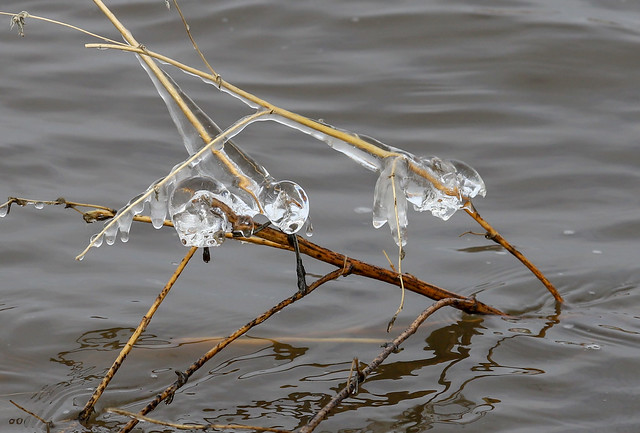 Ice formation on plant in water