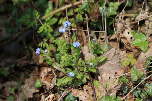 Forget-me-knots near Frant 