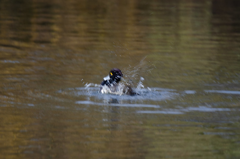 Tufted duck splashing, West Park
