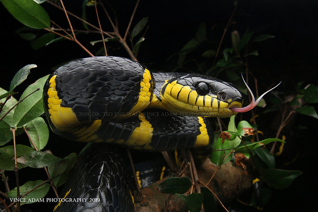 IMG_7981-1(W) Western Mangrove Cat Snake (Boiga melanota)