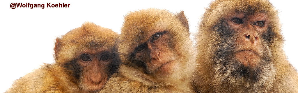 Three-wise-monkeys?