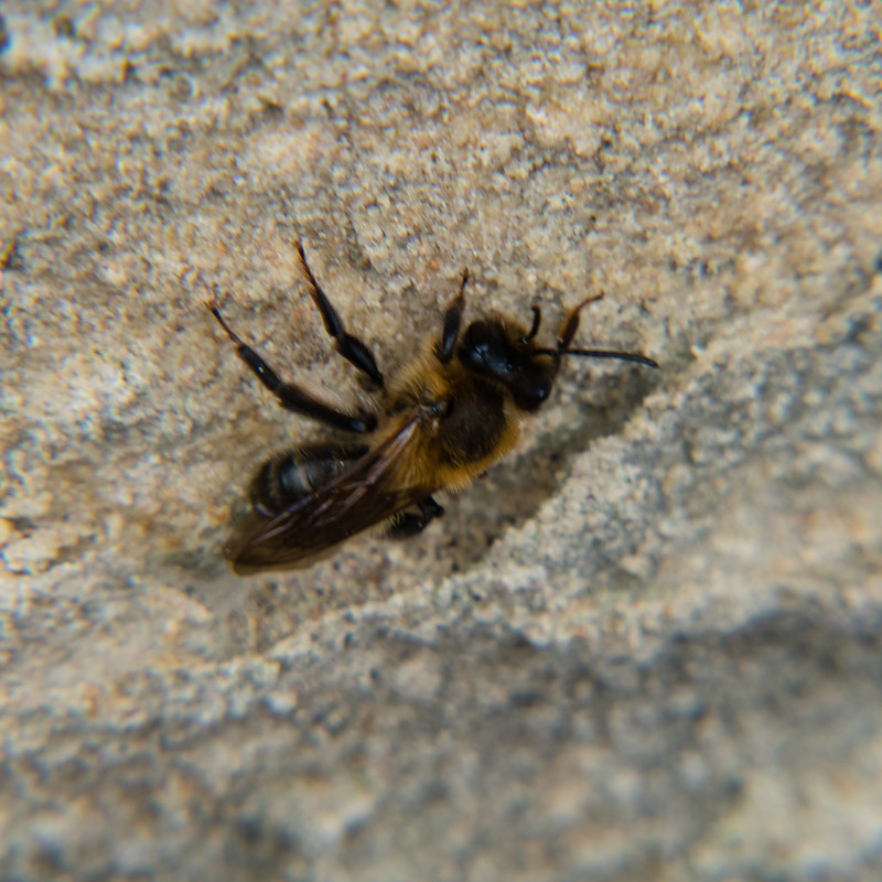Clinging to a wall, bee