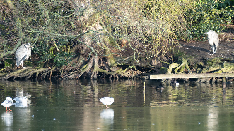 Two herons, cold spell