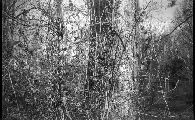 tangled vines and branches, tree trunk, Community Park at Craggy Park, Asheville, NC, Eastman Kodak No. 2 Bulls Eye Model D, Arista.Edu 200, FPP-110 developer, 2.19.19