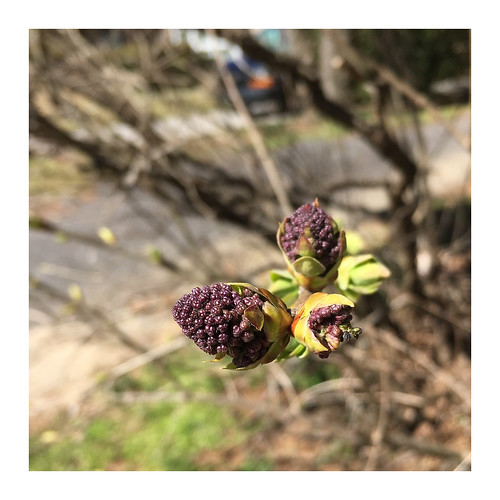 baltimore maryland flowers buds lilacs dof bokeh hbw