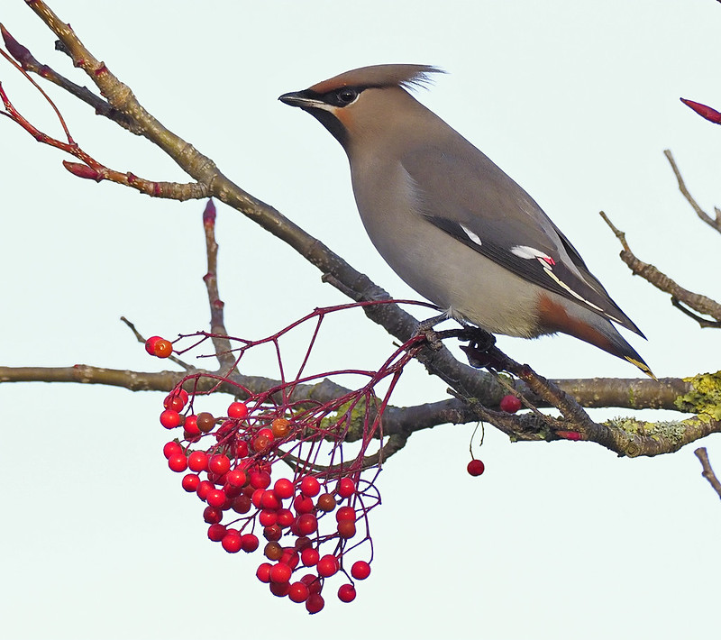 Waxwing  -  these were difficult little devils