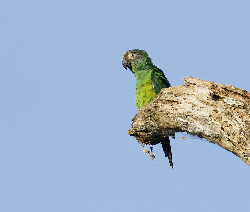 Dusky-headed Parakeet, Aratinga weddellii Ascanio_Peruvian Amazon 199A6027