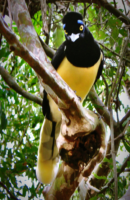 Bird in Iguazu in Tree