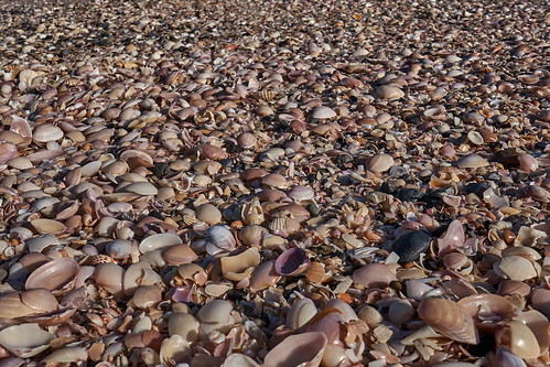 mare sea almusanaah oman conchiglie shells