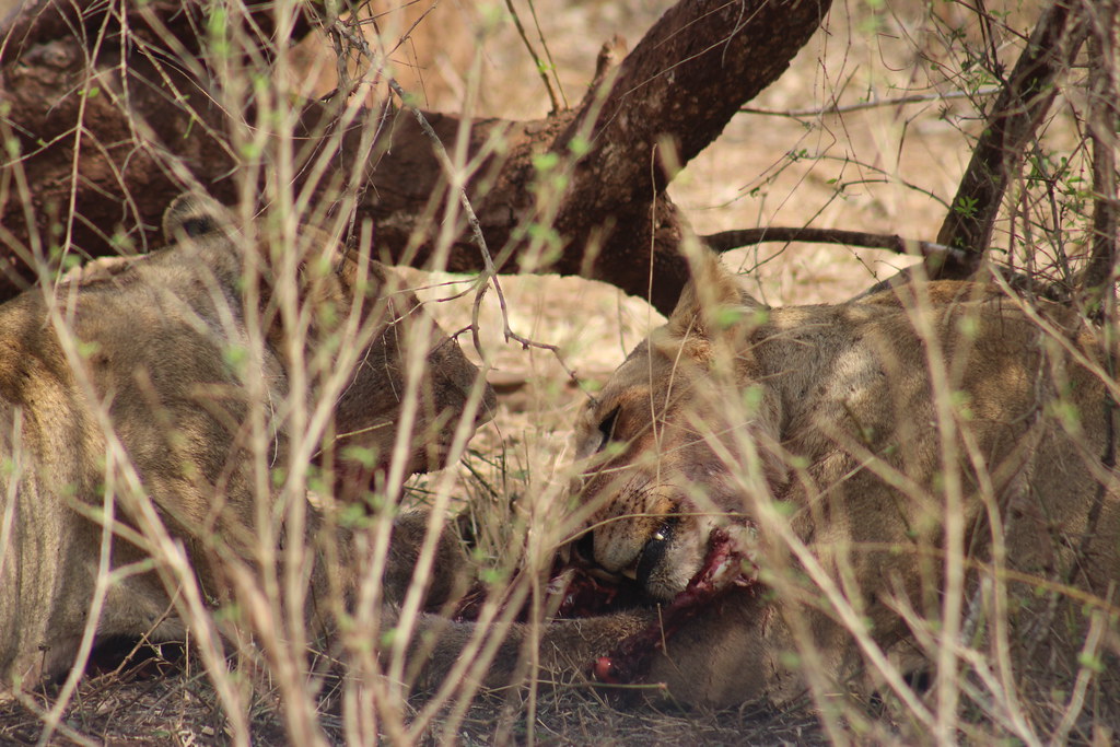 Lions Feeding on a Fresh Kill