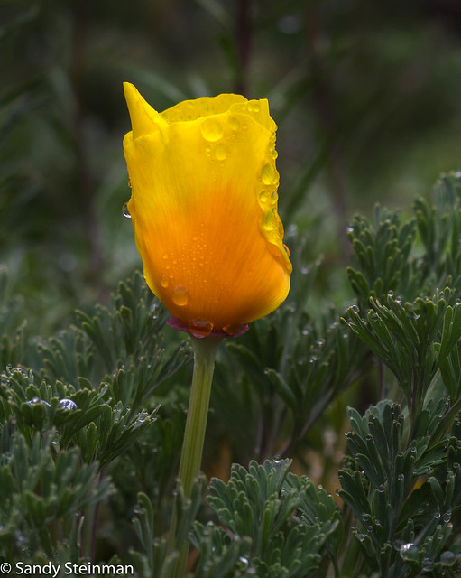 California Poppy/Eschscholzia californica