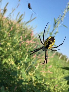 black and yellow spider on web with garden as a backdrop