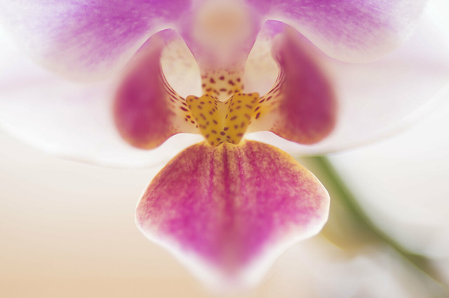 Orchideenblüte - Orchid blossom