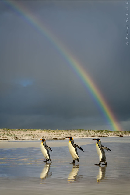 King Penguin. Pingüino Rey. Aptenodytes patagonicus