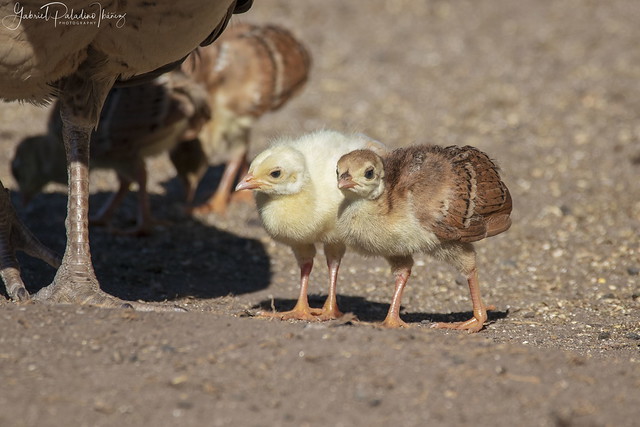 Baby peafowls