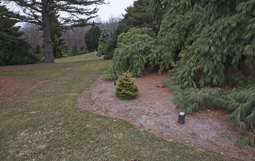 harpercollectionofraredwarfconifers hiddenlakegardens tiptonmi hrh bedh michigan usa