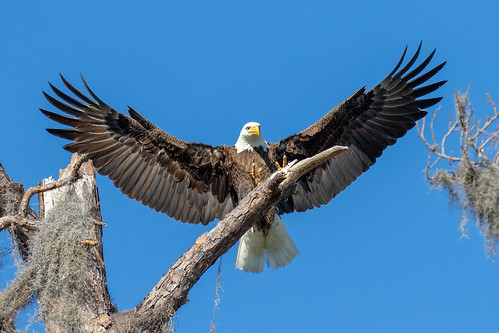 outdoor sky bif flight raptor eagle nature wildlife 7dm2 ef100400mm canon florida bird prey