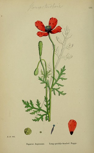 n227_w1150 | English botany, or, Coloured figures of British… | Flickr