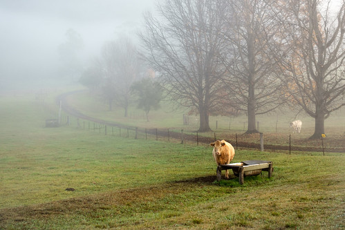 2018 landscape sonyrx100mkiv australia rx100mkiv rural rx100m4 nsw driveway landscapephotography country newsouthwales jasonbruth queensbirthdayweekend2018 fog cow subject sony au