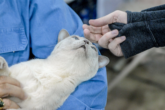 Cat being petted at the 2019 Catfanciers' Assoc. Catshow held in Timonium Maryland. (Timonium Fairgrounds)