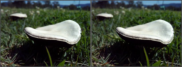 XI_fungi_goldtop_in-lawn_topside_close_20150904-124744_CC-BY.jpg
