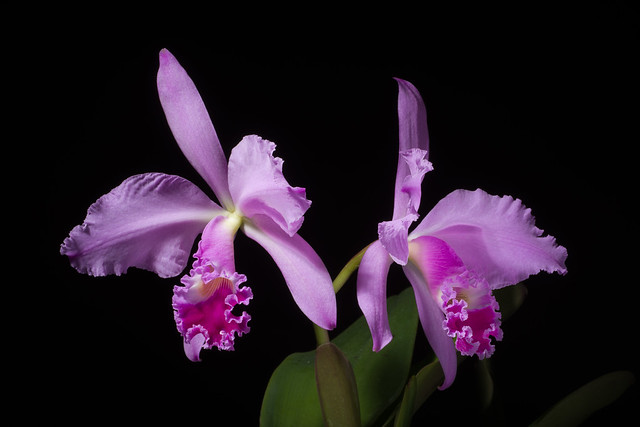 [Brazil] Cattleya warneri T.Moore ex R.Warner, Select Orchid. Pl.: t. 8 (1862)