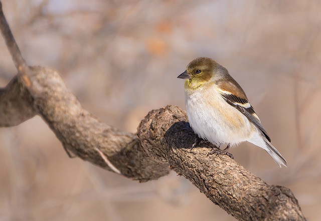 American Goldfinch - female