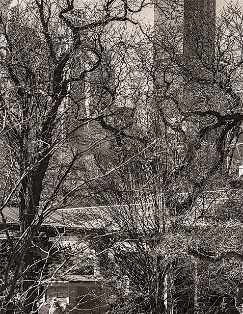 Central Park Landscape in Monochrome Showing Trees and Branches During Wintertime
