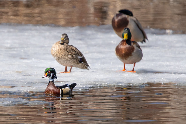 Wood Duck and friends-1