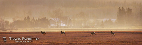 Four in the Field by tfavretto, Four deer running through a field on St. Joseph Island at dawn, as seen from Boyle's Side Road, roug