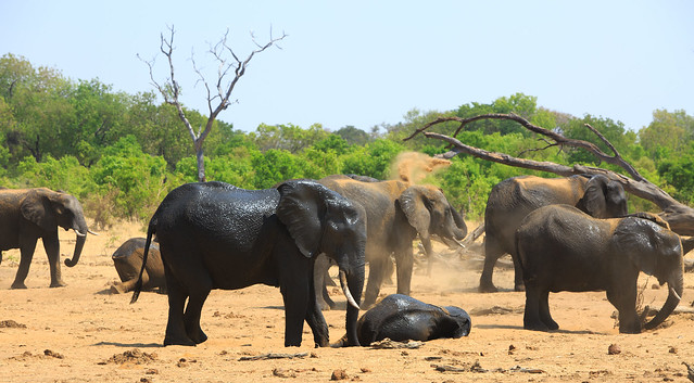 Elephants dusting themselves in Hwange