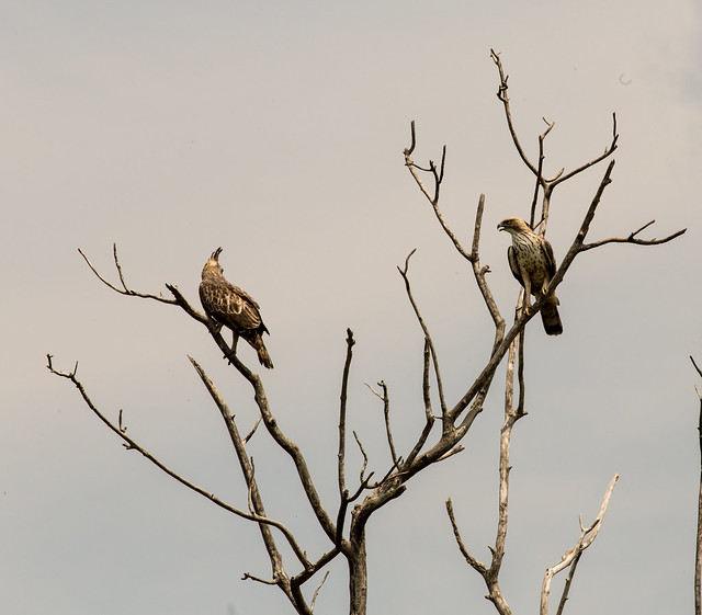 2 Crested Hawk Eagles