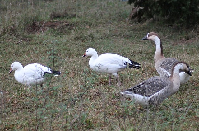 Snow geese and Chinese geese