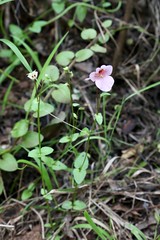 Diascia vigilis (Scrophulariaceae)