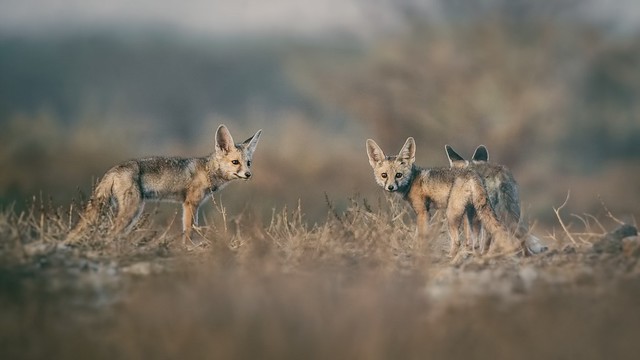 Desert fox - Vulpes vulpes pusilla