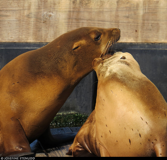 20180608_06 California sea lions (Zalophus californianus) fighting a bit at Pier 39, San Francisco, California