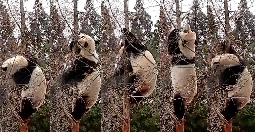 Bei Bei (Larry! I look for signs of meet-yer-logical spring. Nope no buds on my tree yet–all I see from up here is snow. Okay, I look higher. Nope. Nothin. I told ya Pawsy-yawny Phil's a phoney!) 2019-03-01 at 9.19.06–.34 AM