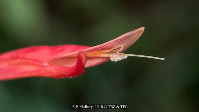 2018-03-02 TEC-0133 Dicliptera sexangularis - E.P. Mallory