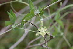 Basananthe triloba (Passifloraceae)