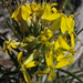 Flickr photo 'Washoe wallflower, Erysimum capitatum var. washoense' by: Jim Morefield.