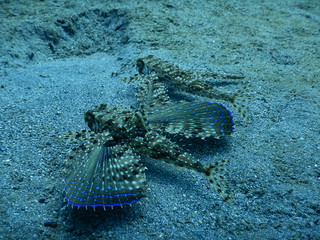 Oceano Scuba - image 47310578652_85a3cba914_n on https://oceanoscuba.com.co