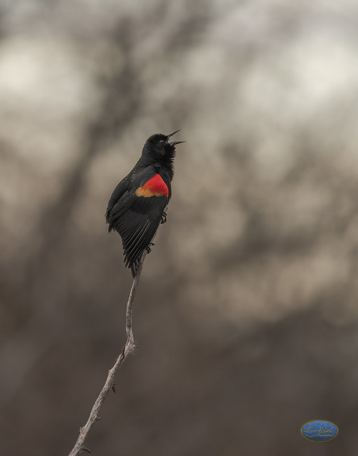 Singing Redwing blackbird
