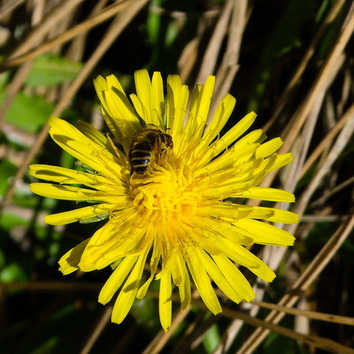 Dandelion with tiny bee