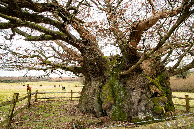 Queen Elizabeth I oak in winter