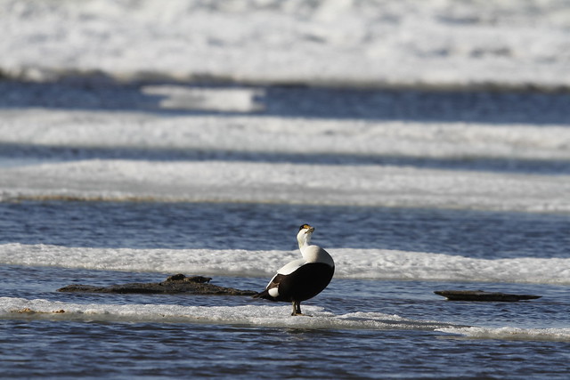 Male eider duck showing off his colours while standing on ice floating around in cold icy water