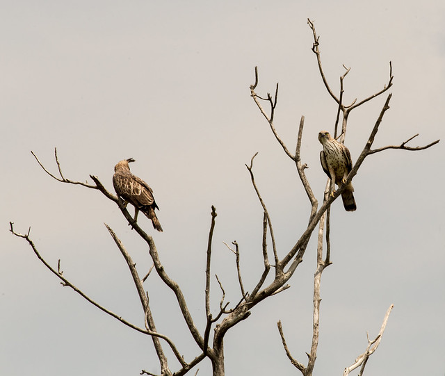 2 Crested Hawk Eagles 2