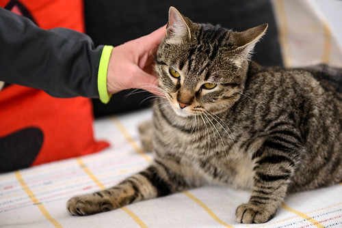 Bonnie, gatita parda monísima y muy lista esterilizada, nacida en Marzo´18, en adopción. Valencia. ADOPTADA. 39957422223_6dc69681fe