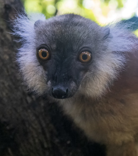 природа nature пейзаж landscape остров island лемур lemur dmilokt